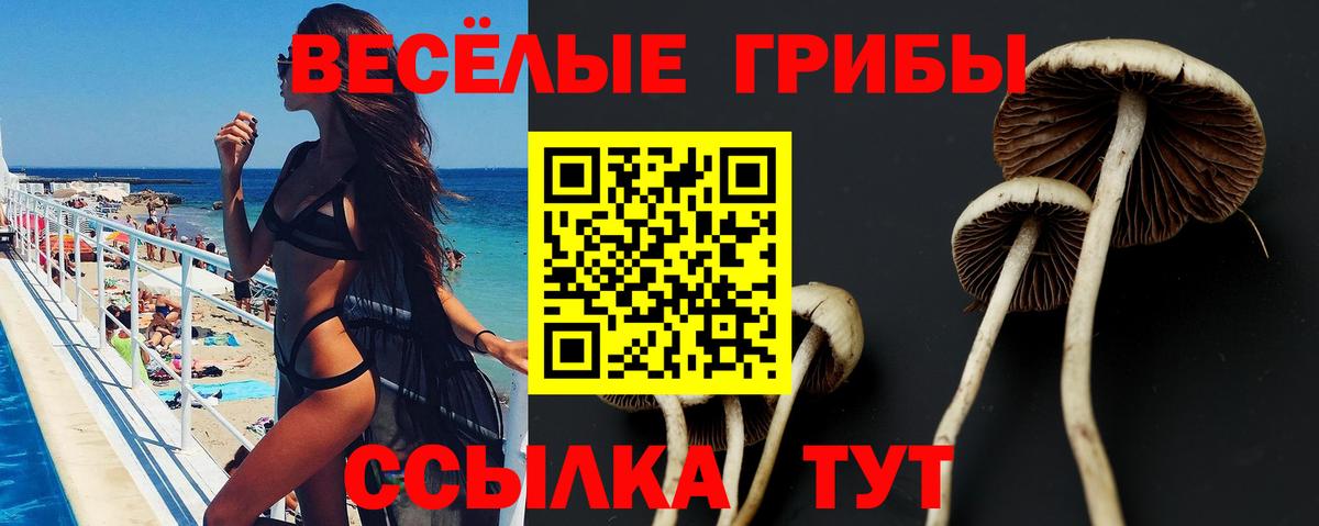 Галлюциногенные грибы Psilocybe  Псилоцибиновые грибы прущие грибы  Химки  Вход с VPN 